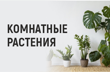 скидка 20% на комнатные растения
