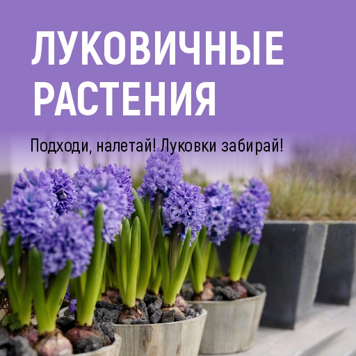 Поступление луковичных растений