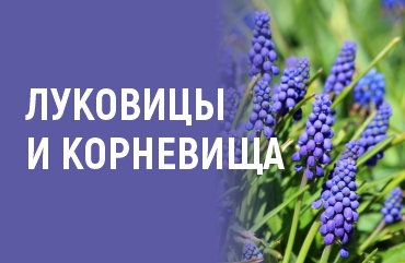 скидка 25% на луковицы и корневища