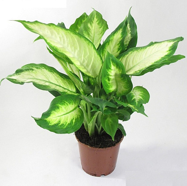 Диффенбахия Камилла D-12 