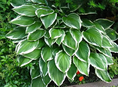 Хоста волнистая Альбомаргината 661908/744098