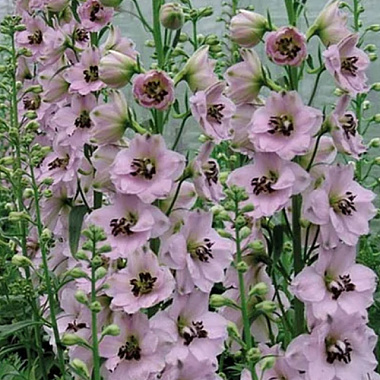 Дельфиниум высокий Скай Сенсейшн 743369