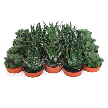 Алоэ Хавортия Микс D-5