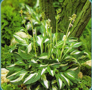 Хоста волнистая Медиовариегата 661909/744099