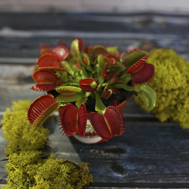 Дионея Мусципула D-9