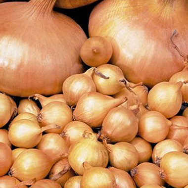 Лук-севок Штуттгартер Ризен 10-21 мм 0,5 кг