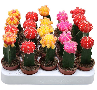 Гимнокалициум Микс D-5