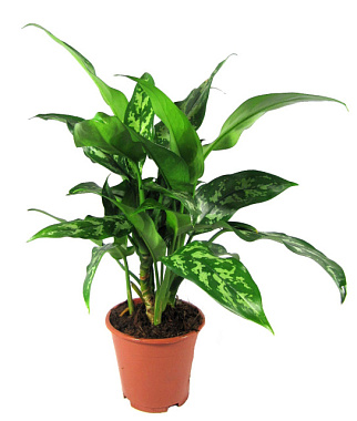 Аглаонема Мария D-12