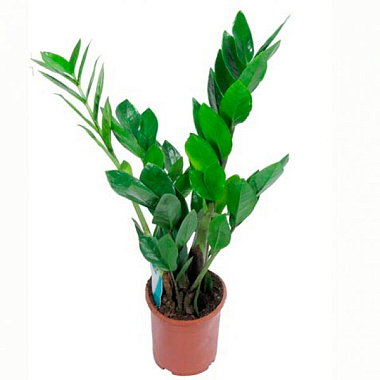 Замиокулькас D-15