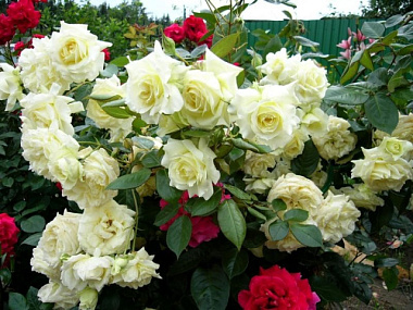 Роза вьющаяся Эльф