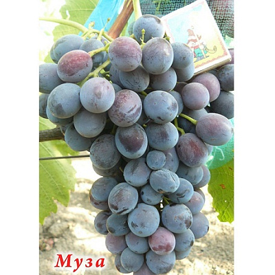 Виноград сорт Муза